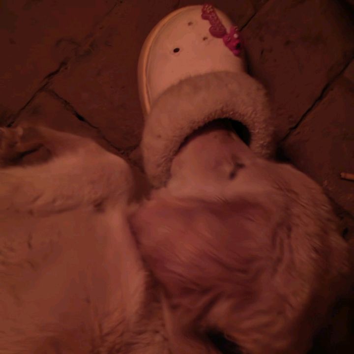 毛茸茸的暖意裹着小脚丫，像被云朵托起的梦。它蜷在拖鞋边，连呼吸都变得轻...