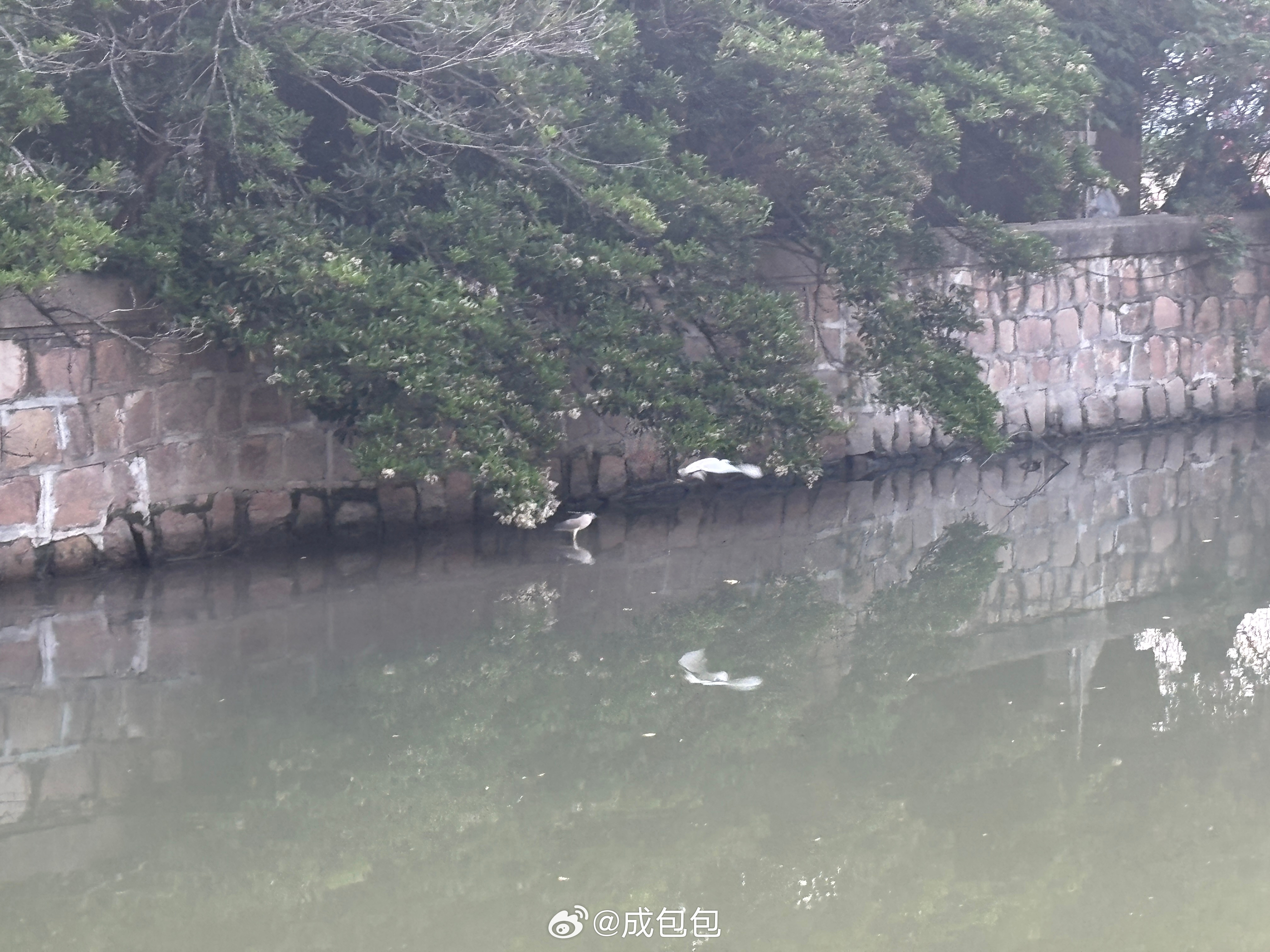 本周随手拍的夜师傅和白师傅一起摸鱼上海的生态是不错啊我的日常plog