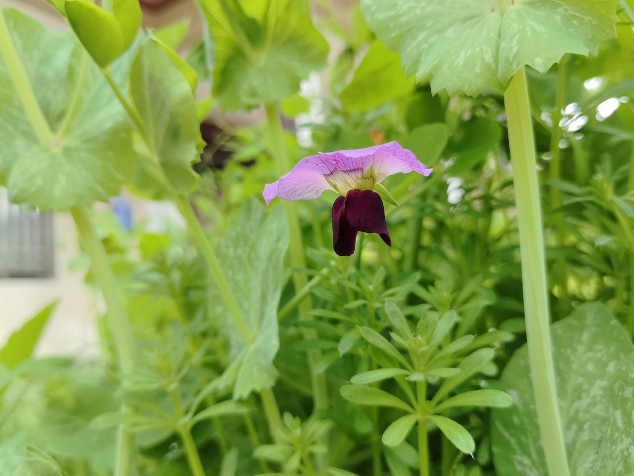 张雪峰赚那么多钱有什么用？连个儿子都没有。肯定有很多人鸣不平，张雪峰都那么有