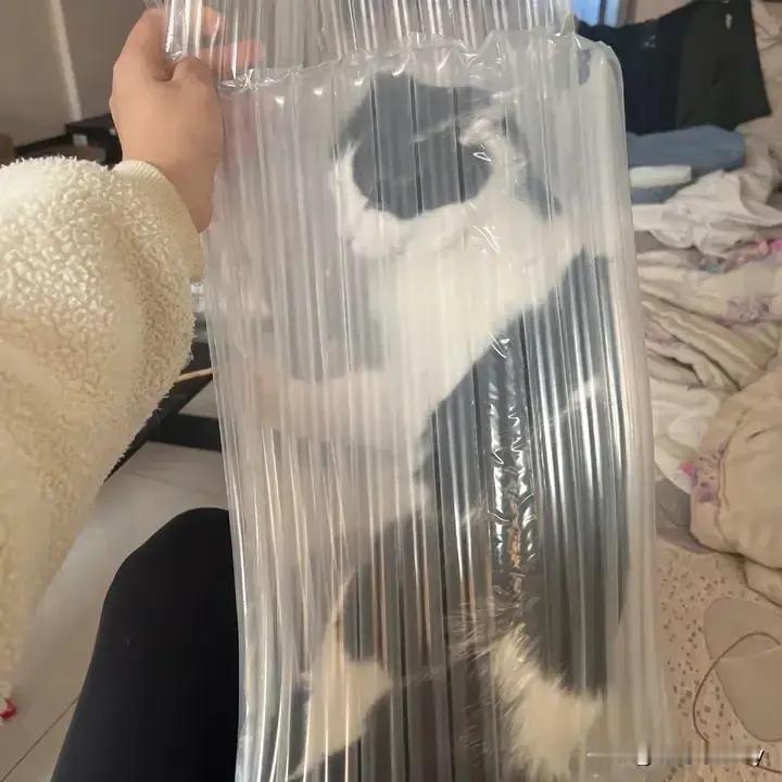 猫打包好了，马上发货，需要保密发货的联系我！​​​