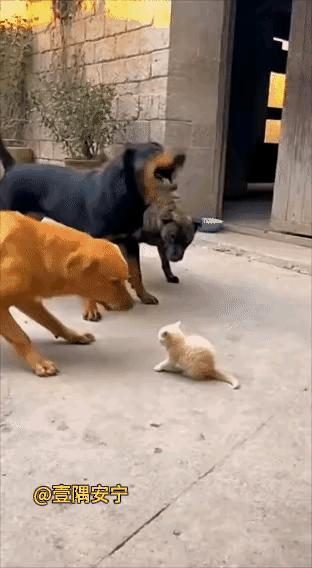 刚开始三个大狗欺负一个小猫，吓得小猫都不敢动，后来突然有一群大猫从屋里面走出来，
