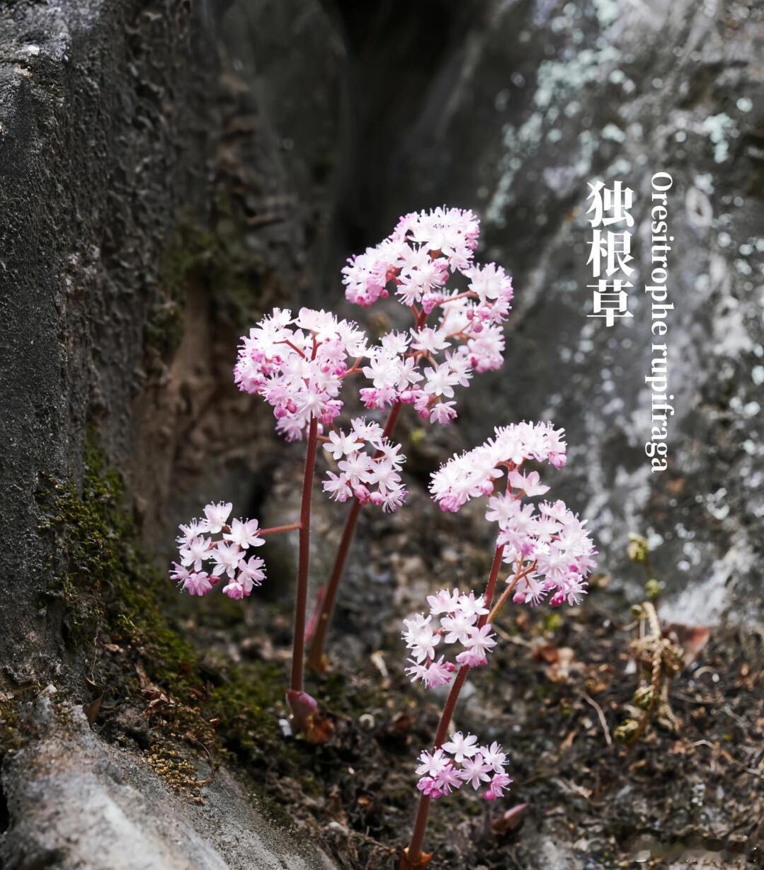 独根草：悬崖上的舞者，一心一意的爱情见证🌼💚独根草，一个充满神秘与浪漫的名