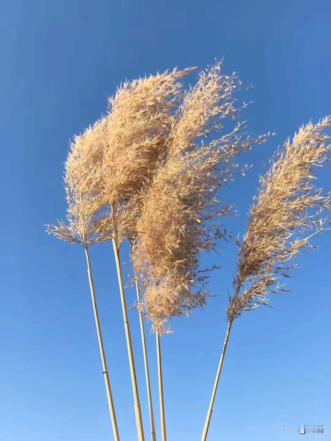 大家发现了吗？身边总有不会说话的人今天下午去市场买菜碰到一个刚熟悉的