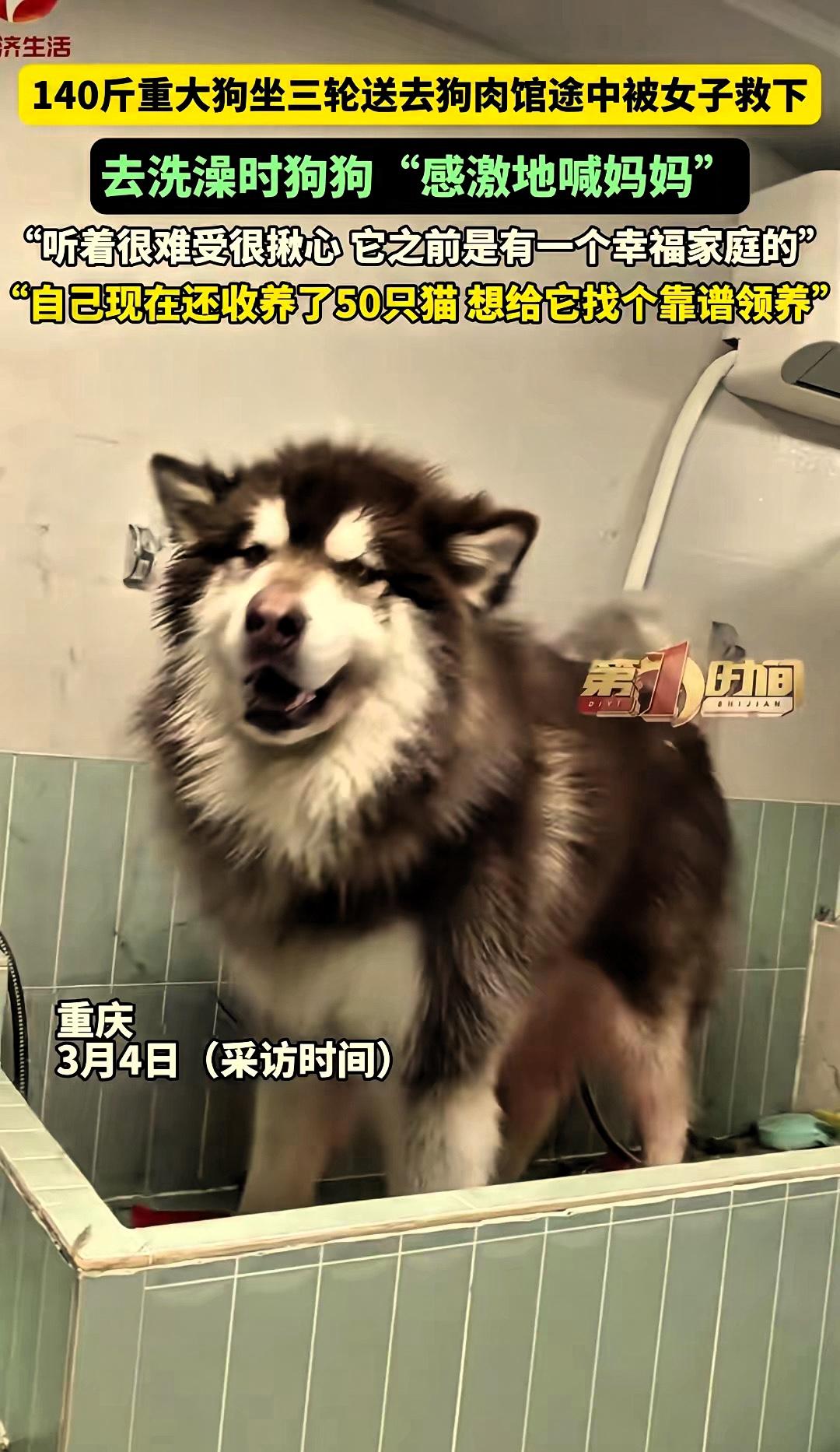 泪目了！重庆，一女子开车途中，偶遇一老人开三轮车拉着狗狗要送去狗肉店，女子见它可