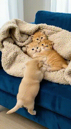 🥰救命！这是什么神仙跨物种互动！看完心都化得像棉花糖了！刷到一个视频，三