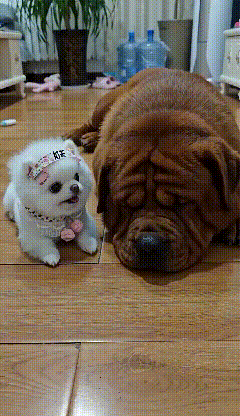 这只被主人收拾得漂漂亮亮的小狗，仗着主人满心满眼的偏爱，彻底飘了！对着一旁安安静