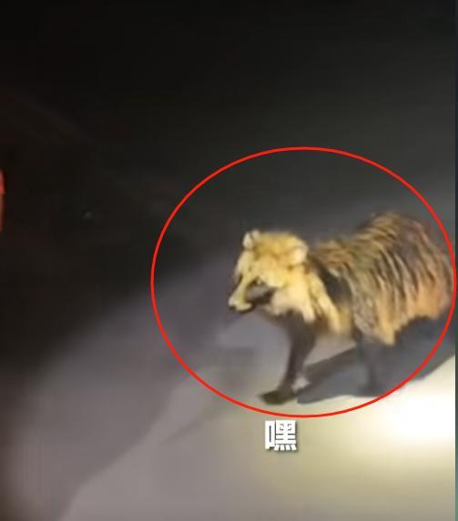 上央视新闻了！一丘之貉的“貉”误入居民区，消防员边抓边干呕！消防员：我们是接受过