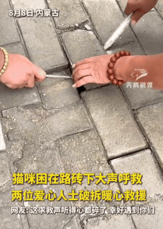 “这就是缘分！”内蒙古，男子出门逛街，走着走着，突然从脚底传来猫咪的叫声，把他给