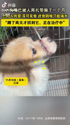 江苏一名女子发视频称，最近有一只小狗小狗经常跑到自己家门口，自己定睛一看，发现小