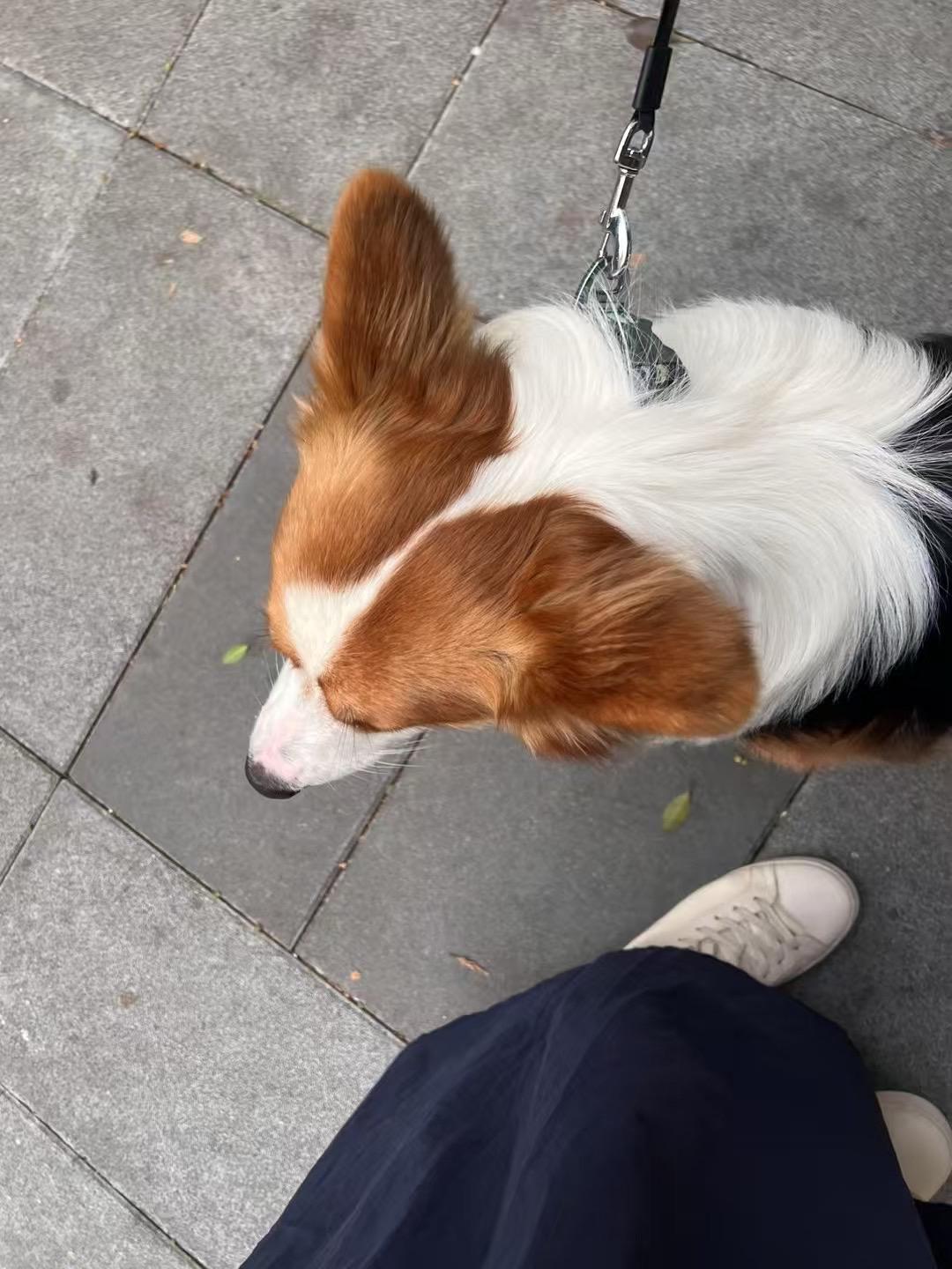 超可爱呐 🐶。