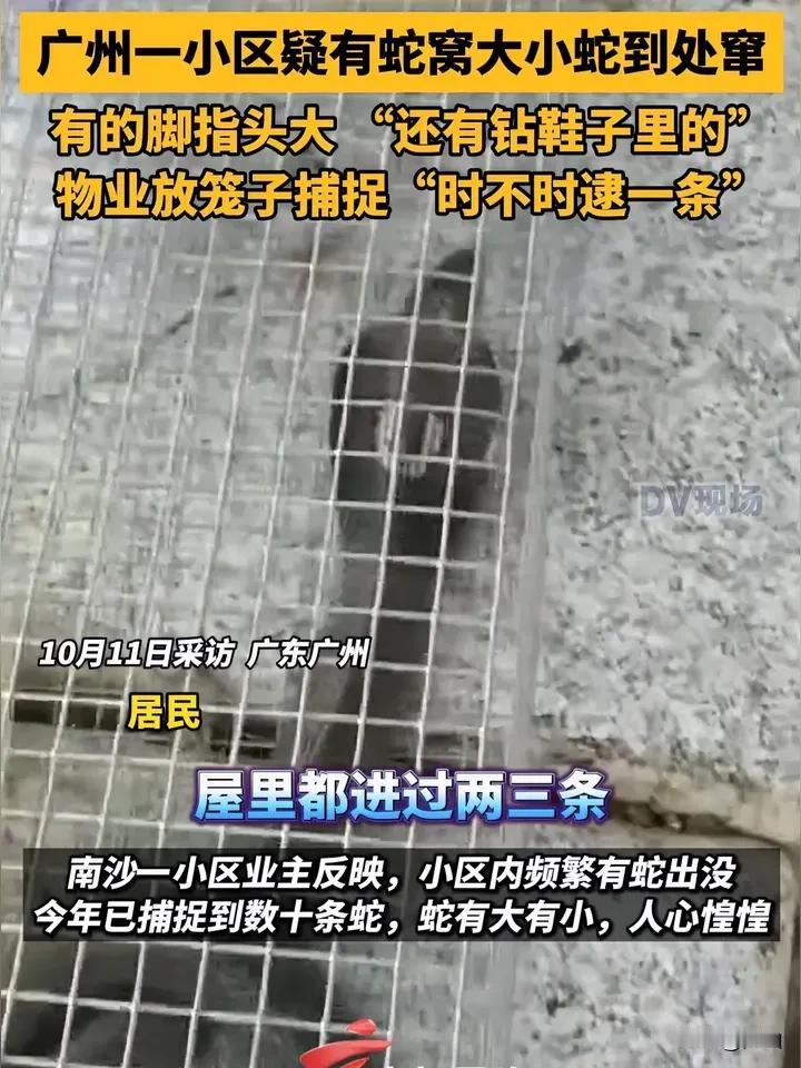 就在刚刚广州一个小区出事了，不是管道漏水，也不是电梯故障，而是疑似有蛇窝，