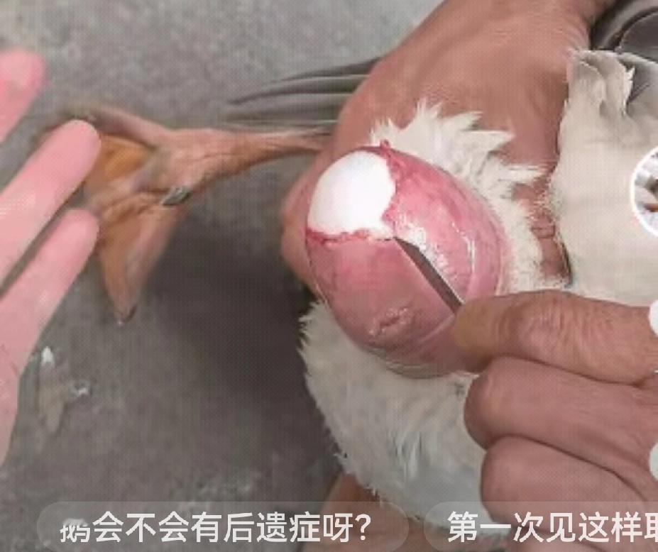 笑不活了！男子发现自家的鹅下蛋卡住了，不管鹅怎么用力，蛋就是不出来，男子找来小刀