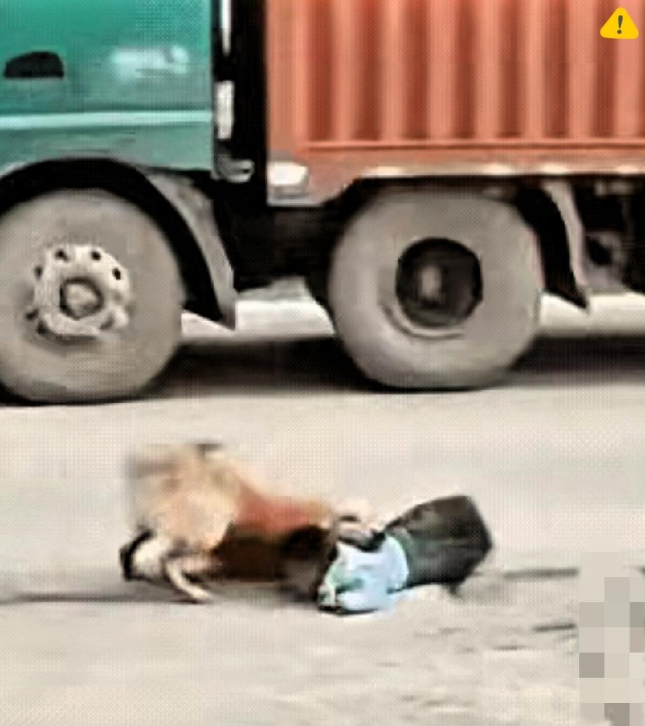 这哪是狗啊，分明是老天爷派来护娃的守护神！小孩挣脱奶奶的手冲向马路，飞驰的汽