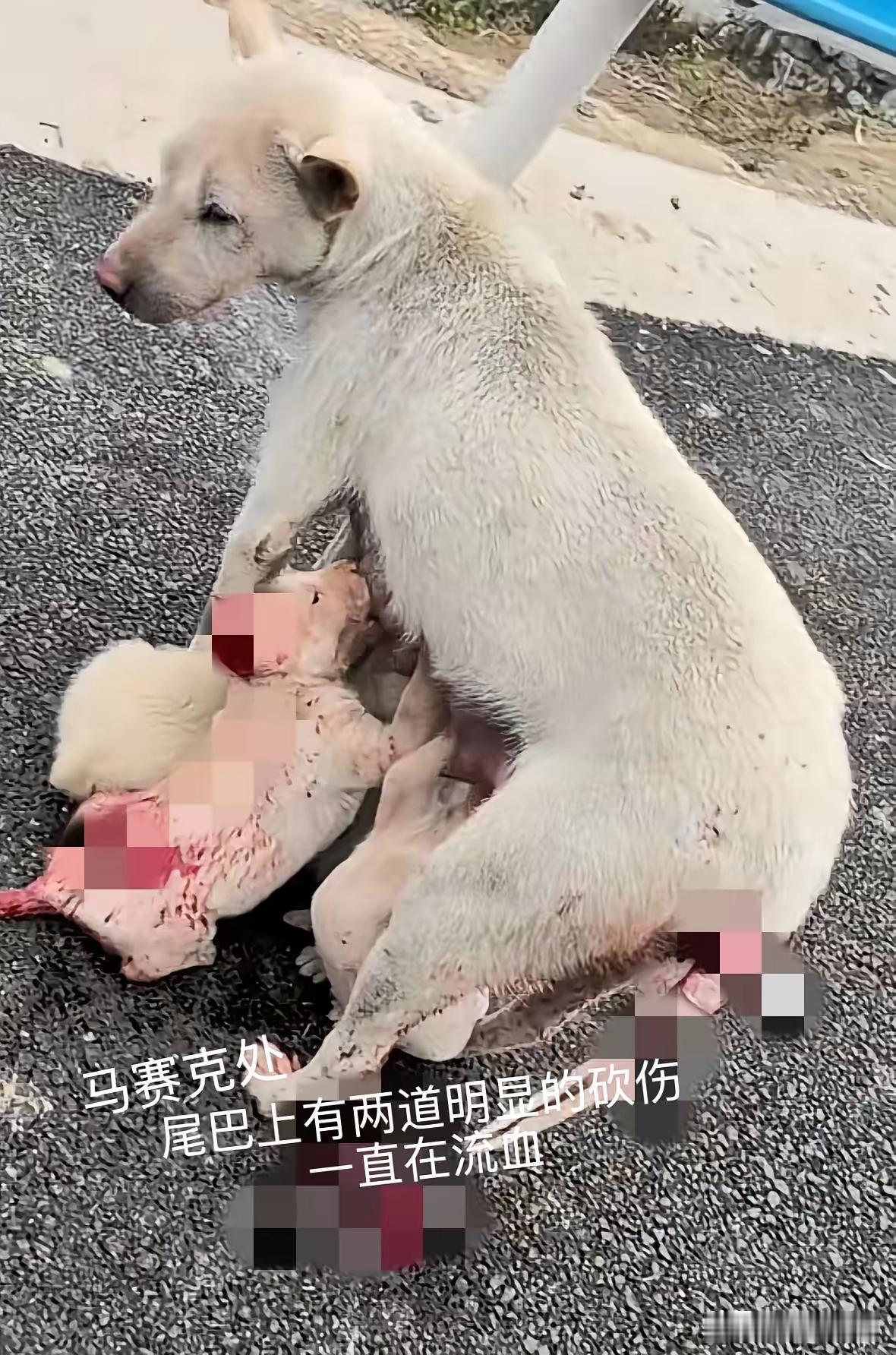 为这位善良的人点赞！一只流浪狗被狠心人砍伤尾巴，尾巴上还流着血。母狗还是坚持