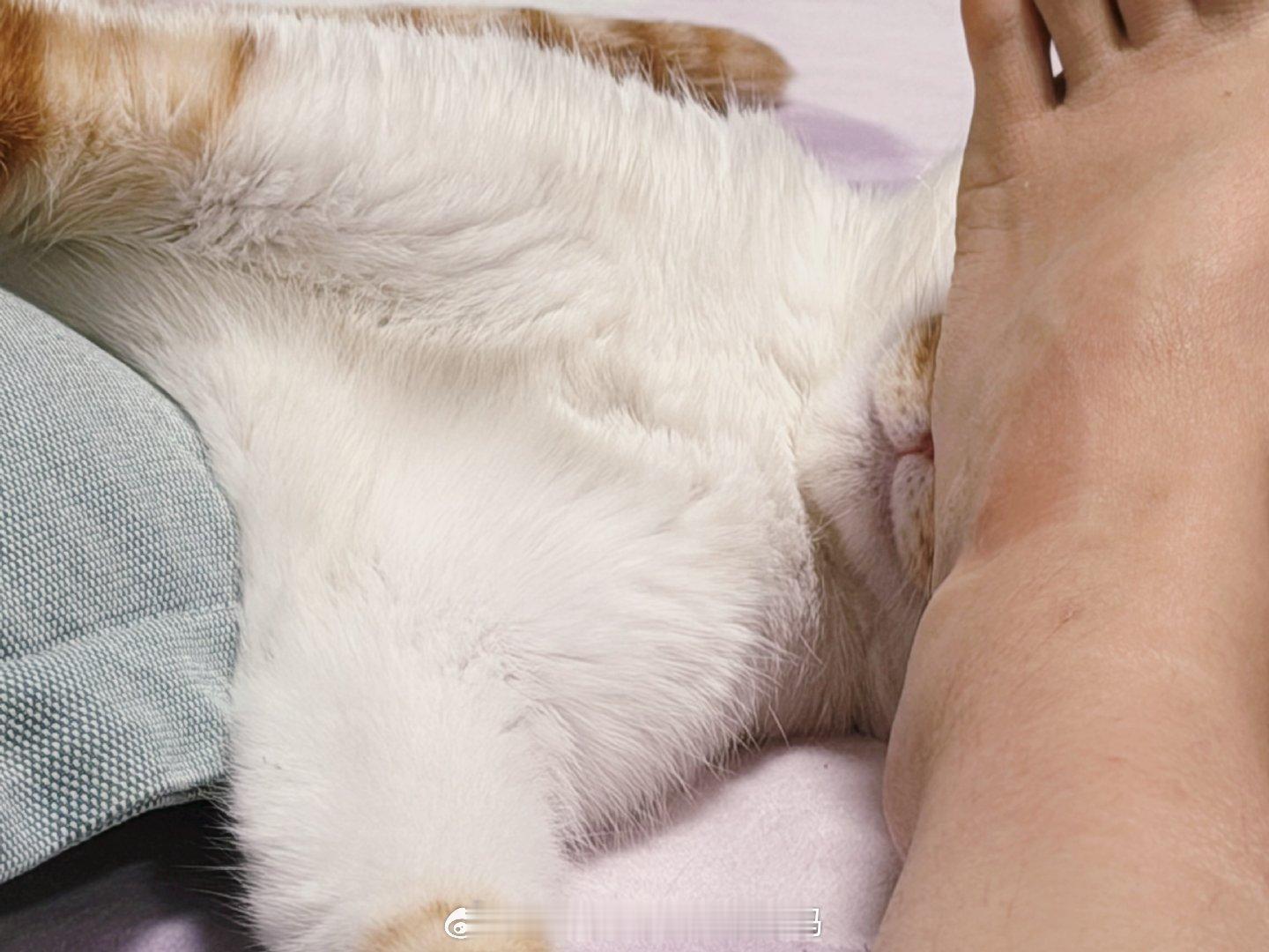 猫都能用鼻子顶着我的jio睡说明我的jio一定不凑[吐舌头眯眼睛笑][吐舌头眯眼睛笑]还有个可能就是