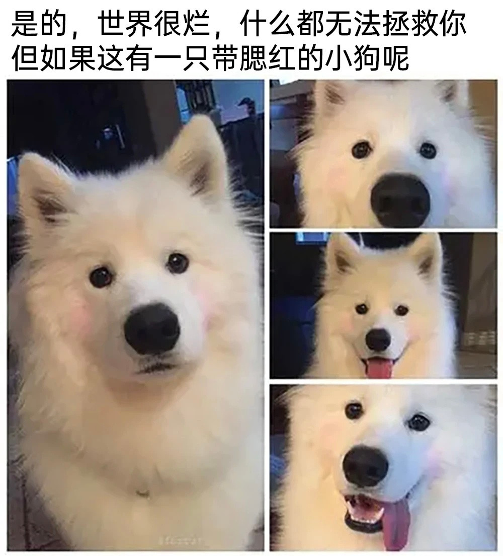 世界破破烂烂，小狗缝缝补补​​​