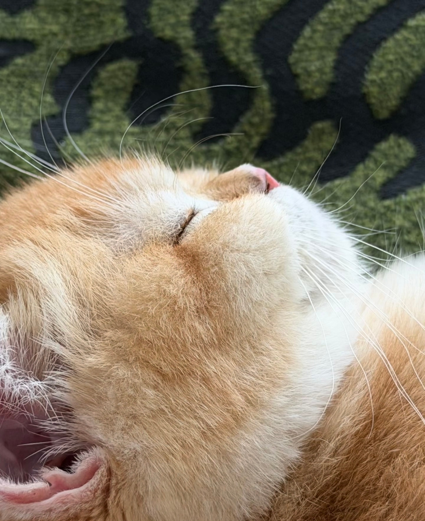 早上还在睡觉的小猫