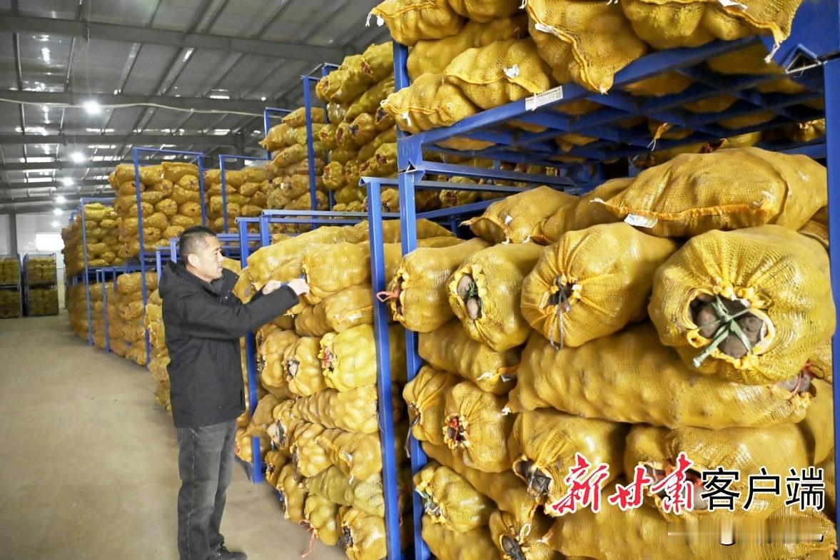 春种秋收，夏耘冬藏。甘肃省渭源种薯丰收仓廪实，从茎尖脱毒瓶苗“吸营养”生长，到原