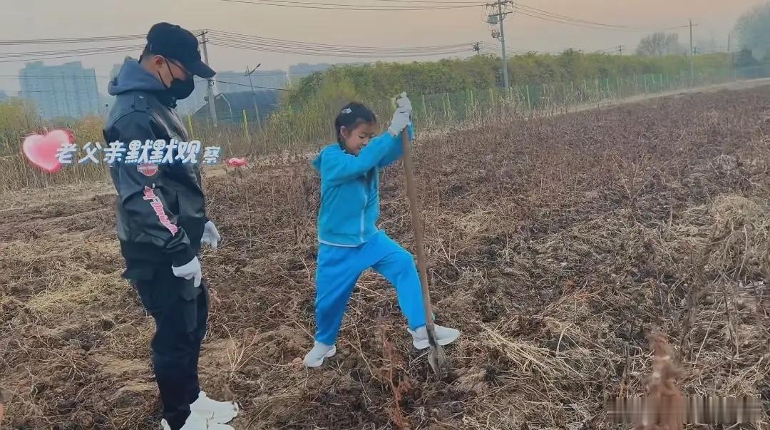汪峰带9岁女儿挖地瓜，醒醒和爸爸抢铁锹，扛着白菜，力气好大！