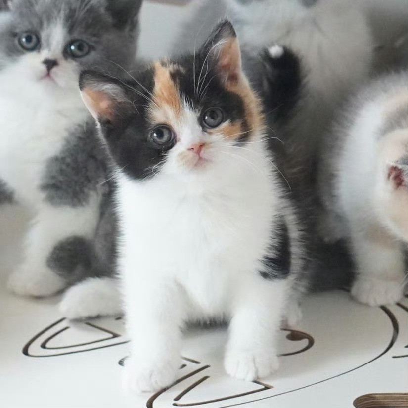 猫咪长大了[抱抱]​​​