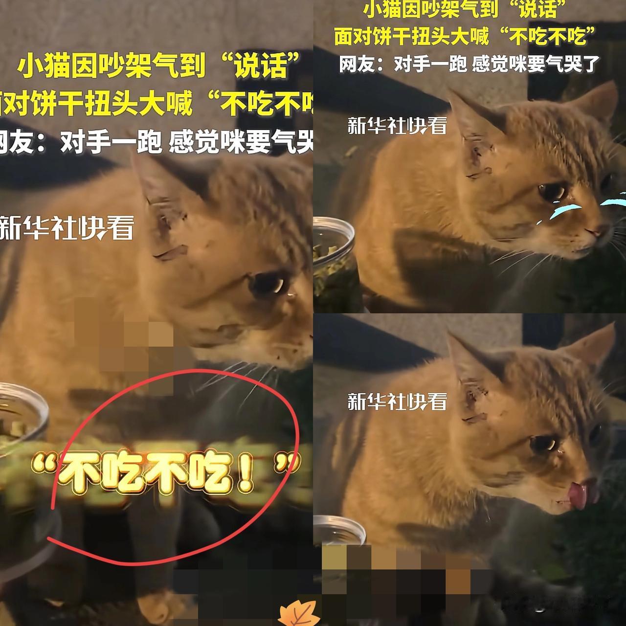 “这只小猫竟然火到央媒了！”四川成都，一博主碰见两只猫吵架，小花猫跑了后，独留小