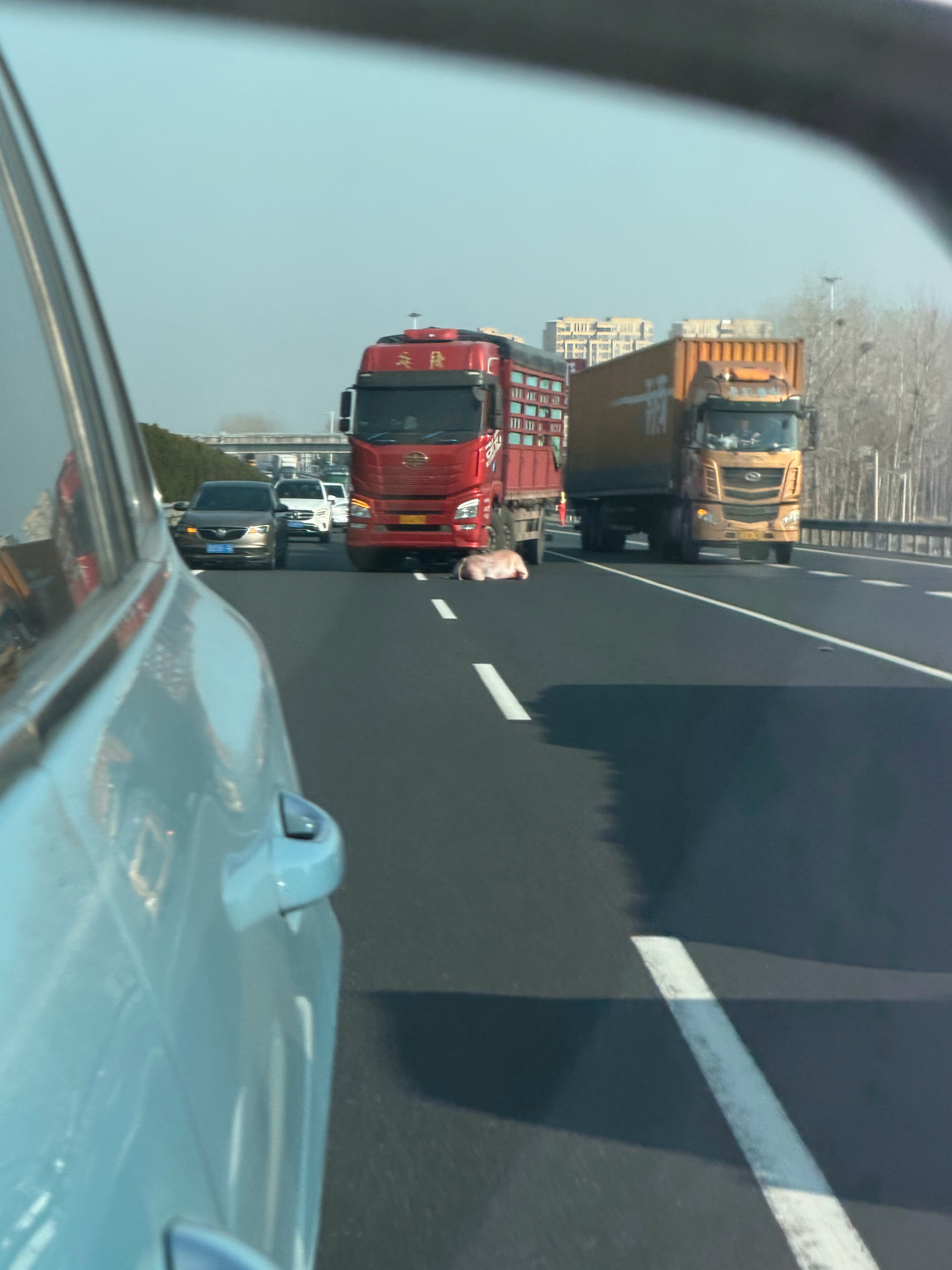 猪猪掉了导航提示前方路面有障碍物，原来是头猪南通