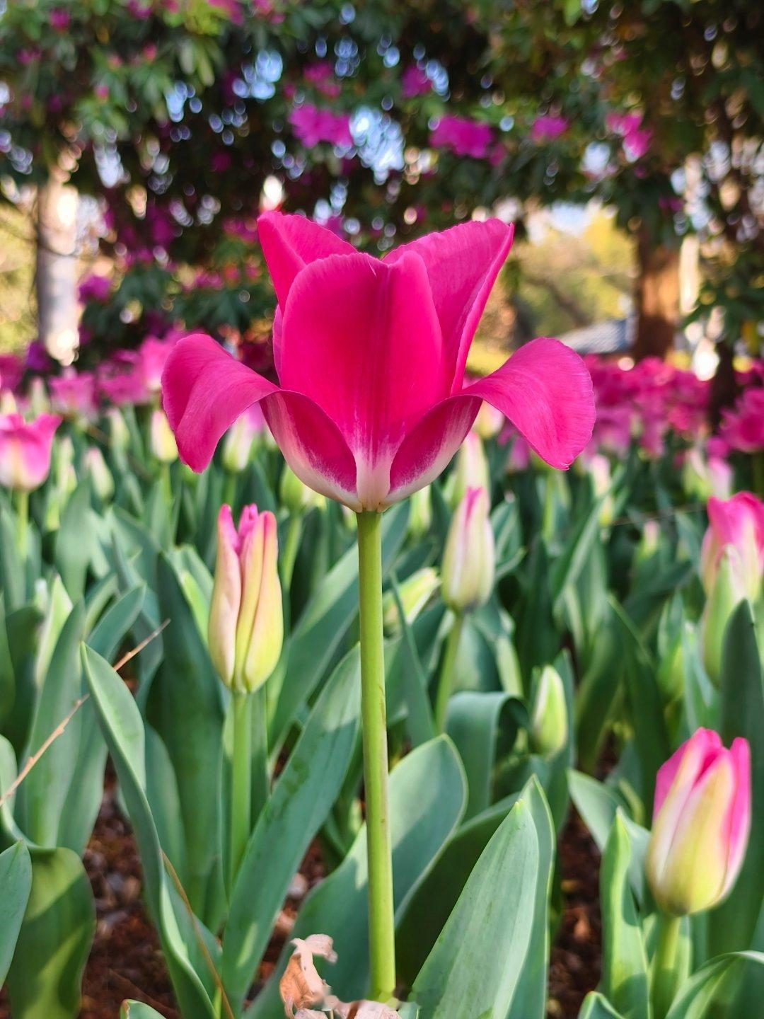 昆明翠湖郁金香进入盛花期昆明翠湖公园郁金香就迎来了盛花期，数万株郁金香竞相绽放