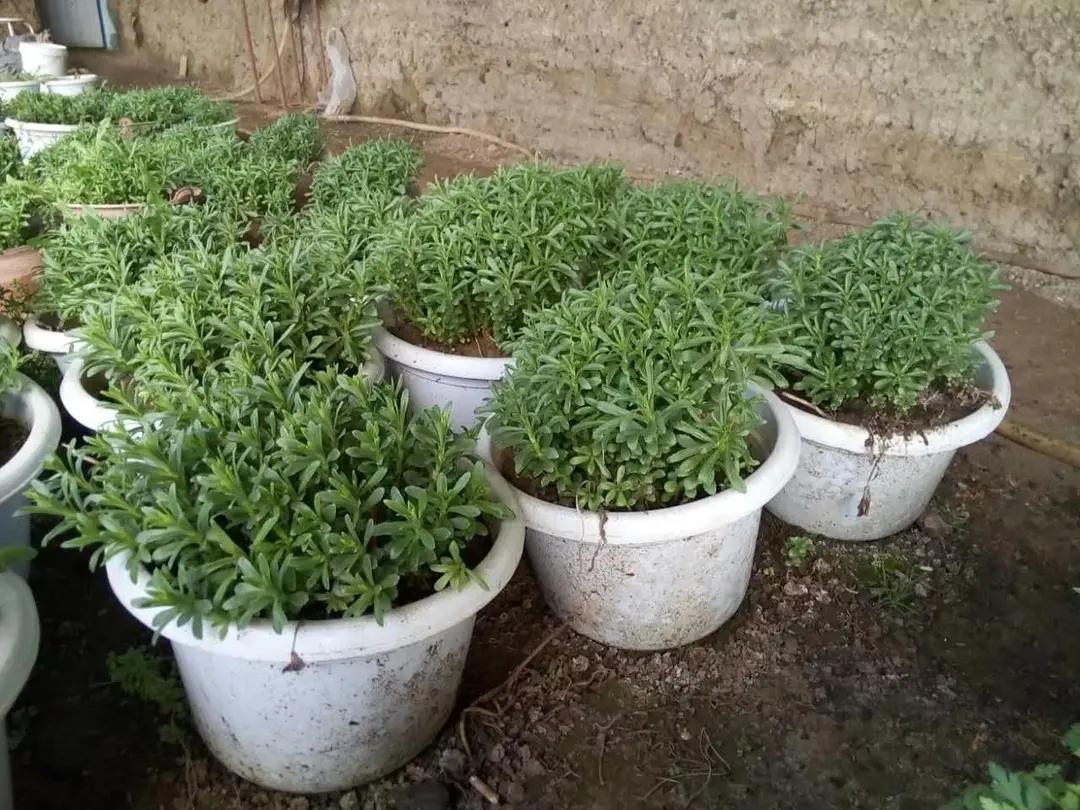 中国可能需要一种叫做花盆经济的协作模式，什么意思呢？我最近一段时间去一些人家做客