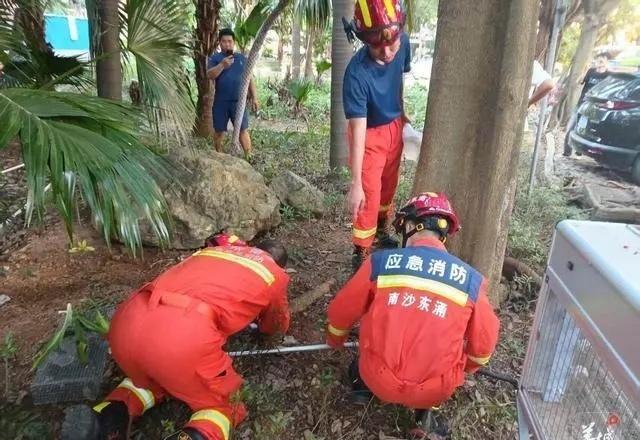 广州一小区蛇患频发：已抓超60条但未探测到蛇窝位置，多方介入近日，广东广州东涌