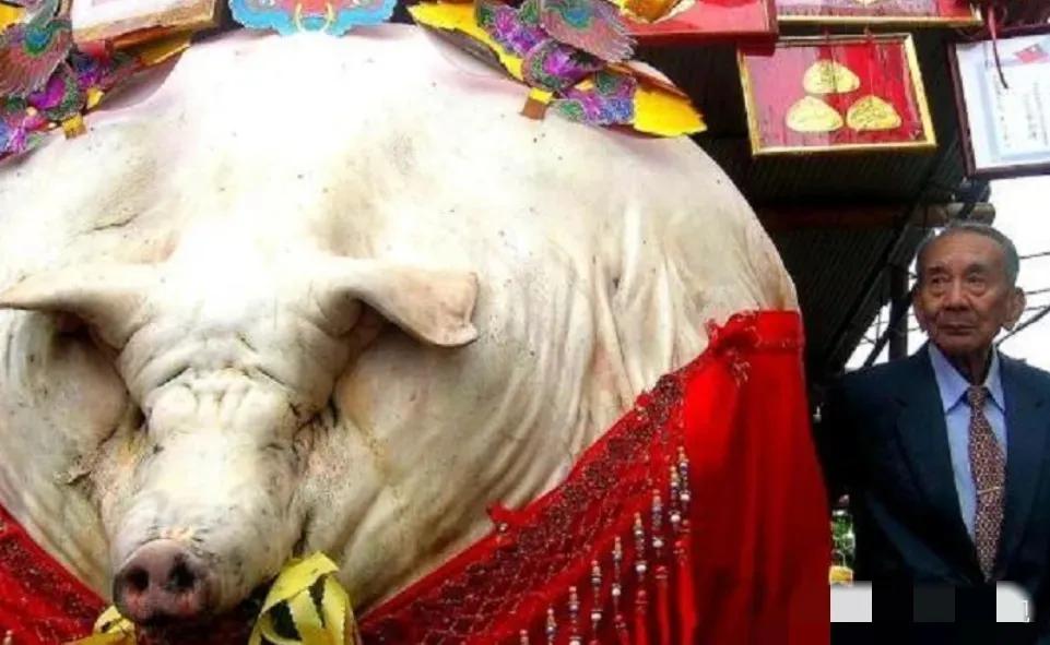 一头猪如果终生不杀，最终能长到多重呢？2003年，浙江一位农民买了一只小猪仔当宠