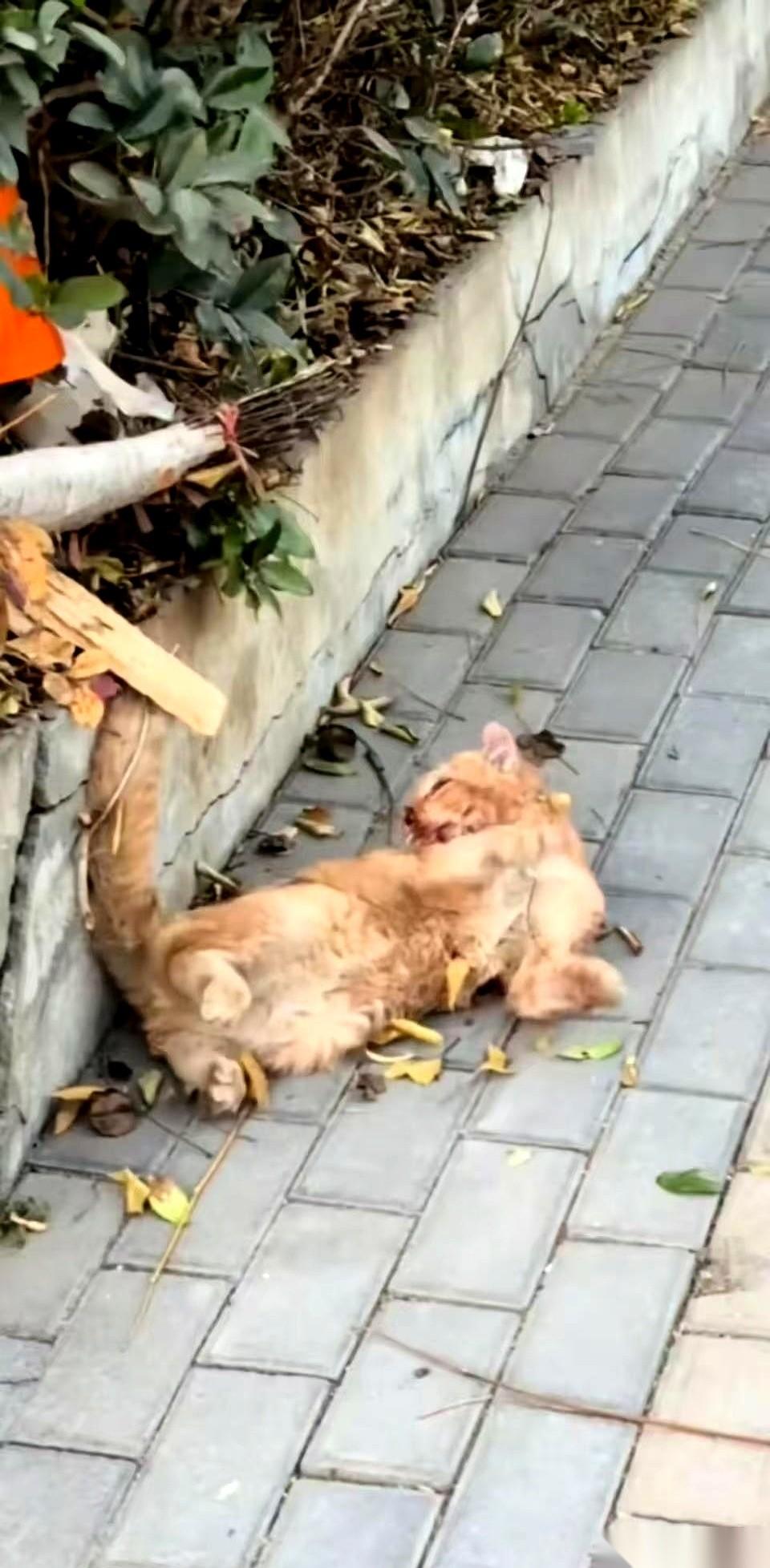 被一群熊孩子追着打,嘴巴打破,腿也瘸了。就那么躺在公园路边上,一声声地叫。我