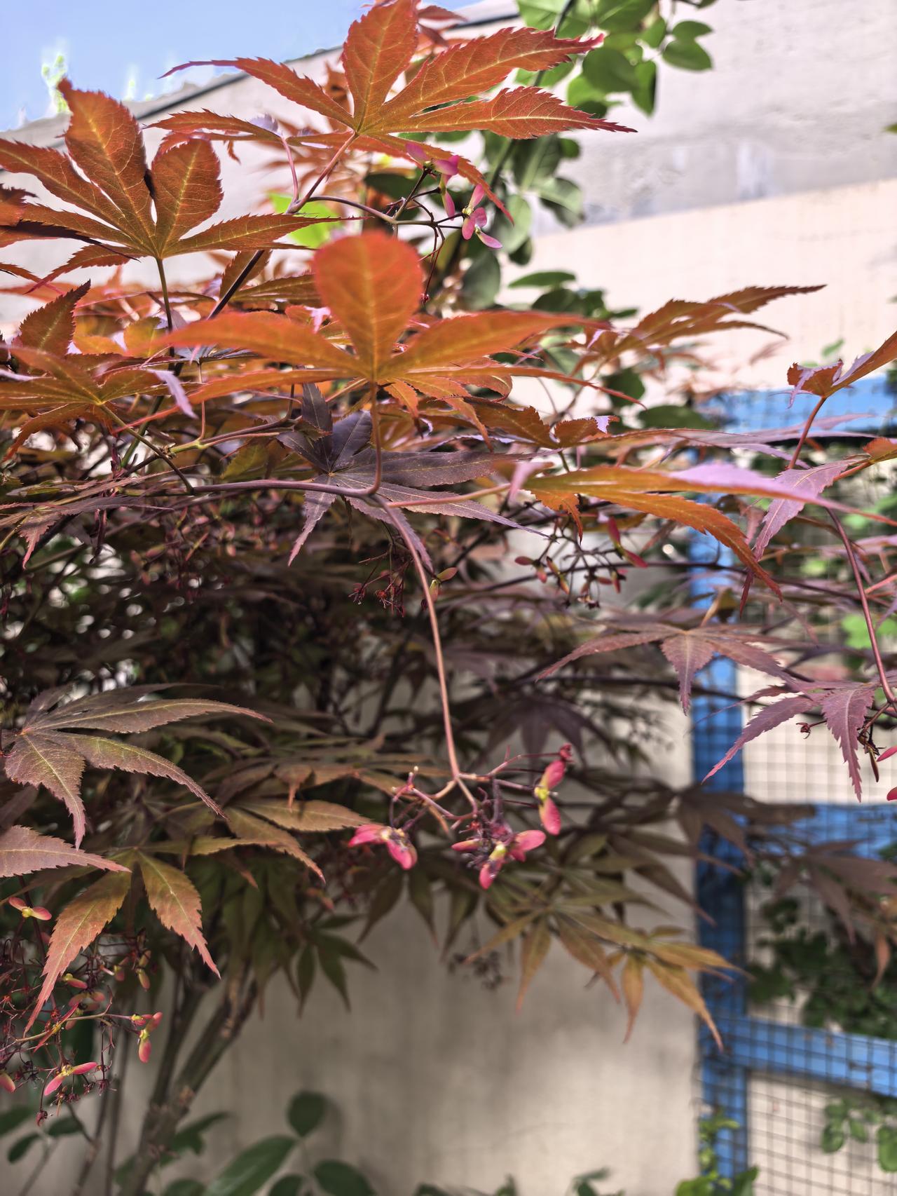 我的小院一角。红枫。现在杜鹃花海棠花月季花玫瑰花牡丹花正在盛开。原来红枫不仅