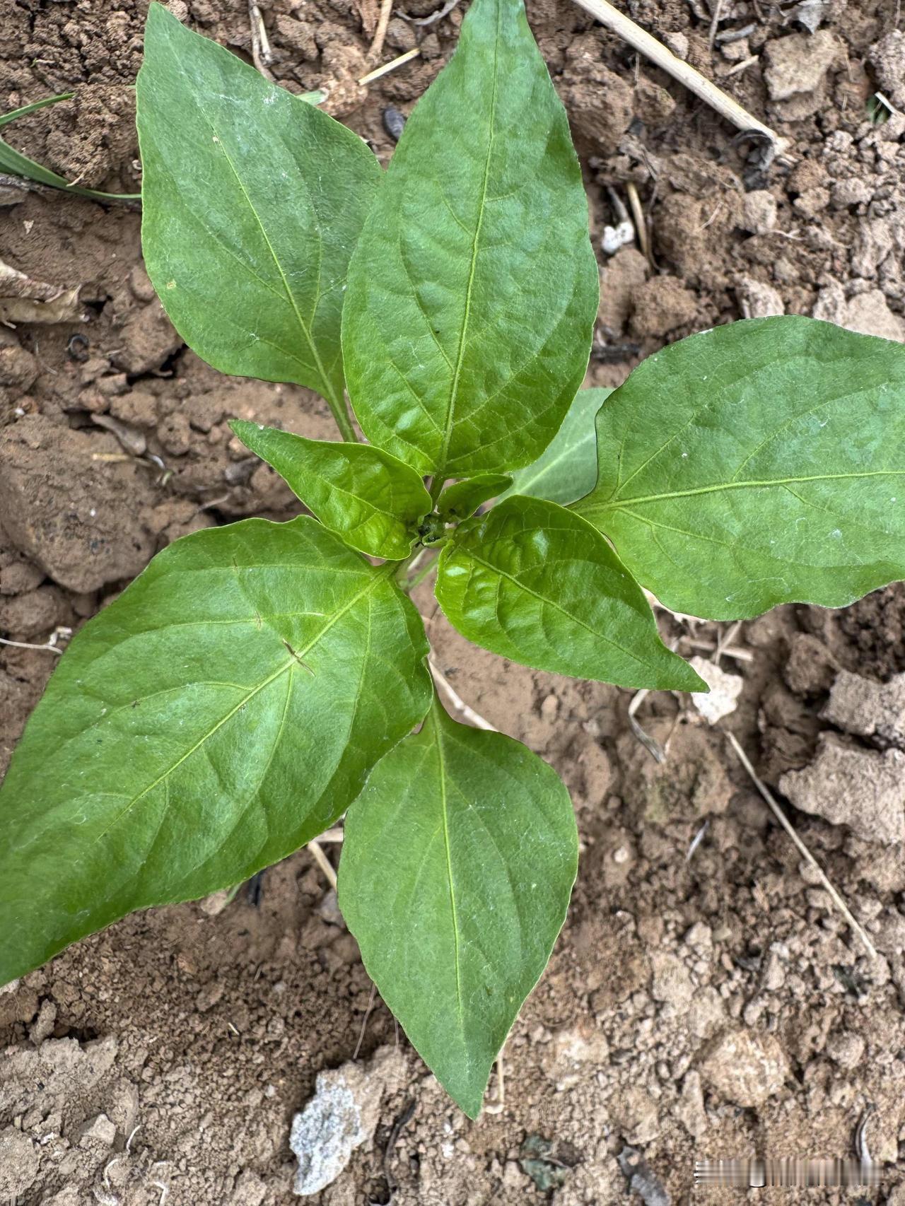 前两个是我买的辣椒苗，5块钱买了7颗。都种上了，现在长得挺好。后一个是插的葡萄