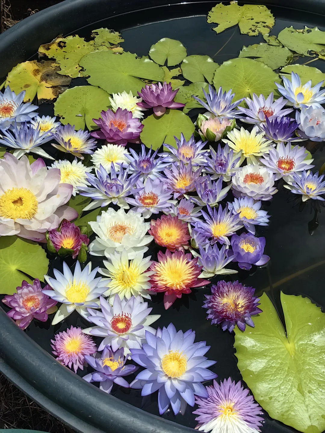 澳洲睡莲 这一池莲花 像打翻了调色盘的浪漫
