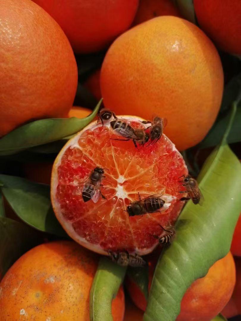 今年自家种植的血橙开售了。