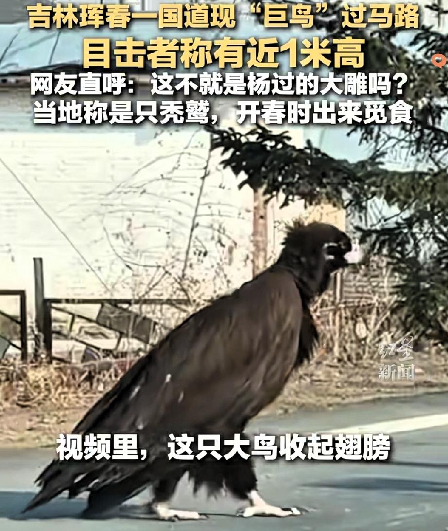 金庸诚不欺我！吉林珲春国道上惊现“神雕本尊”，近1米高的座山雕大摇大摆过马路