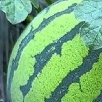0000西瓜种植1、土壤：选择肥沃、排水良好的土壤。如果条件允许可以进行土壤检测