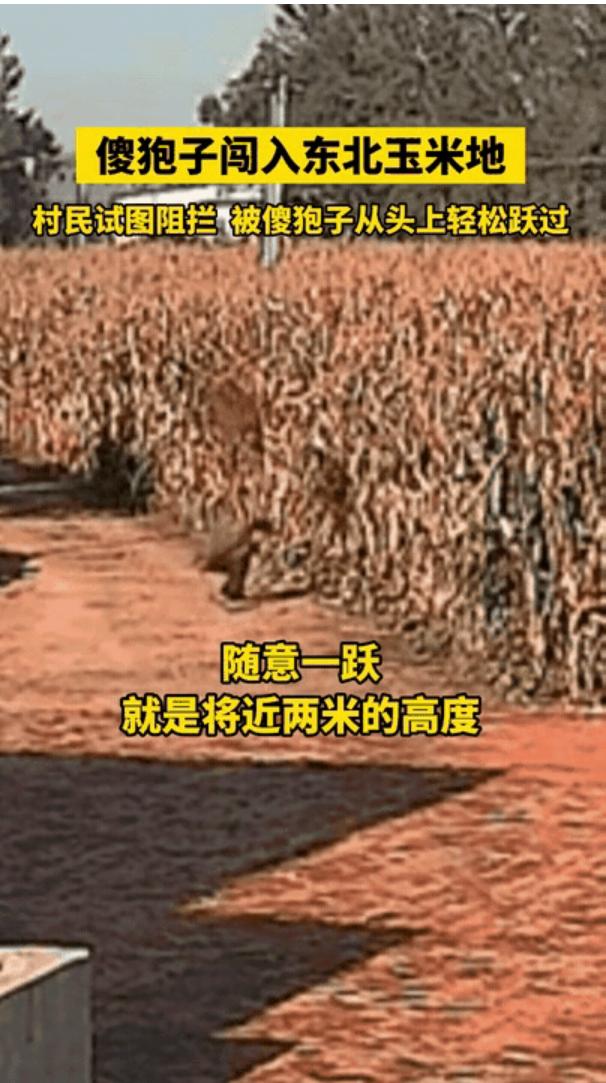 这事儿可真让人哭笑不得！咱辽宁朝阳一位老乡在玉米地里撞见个黑影，以为是偷玉米的。