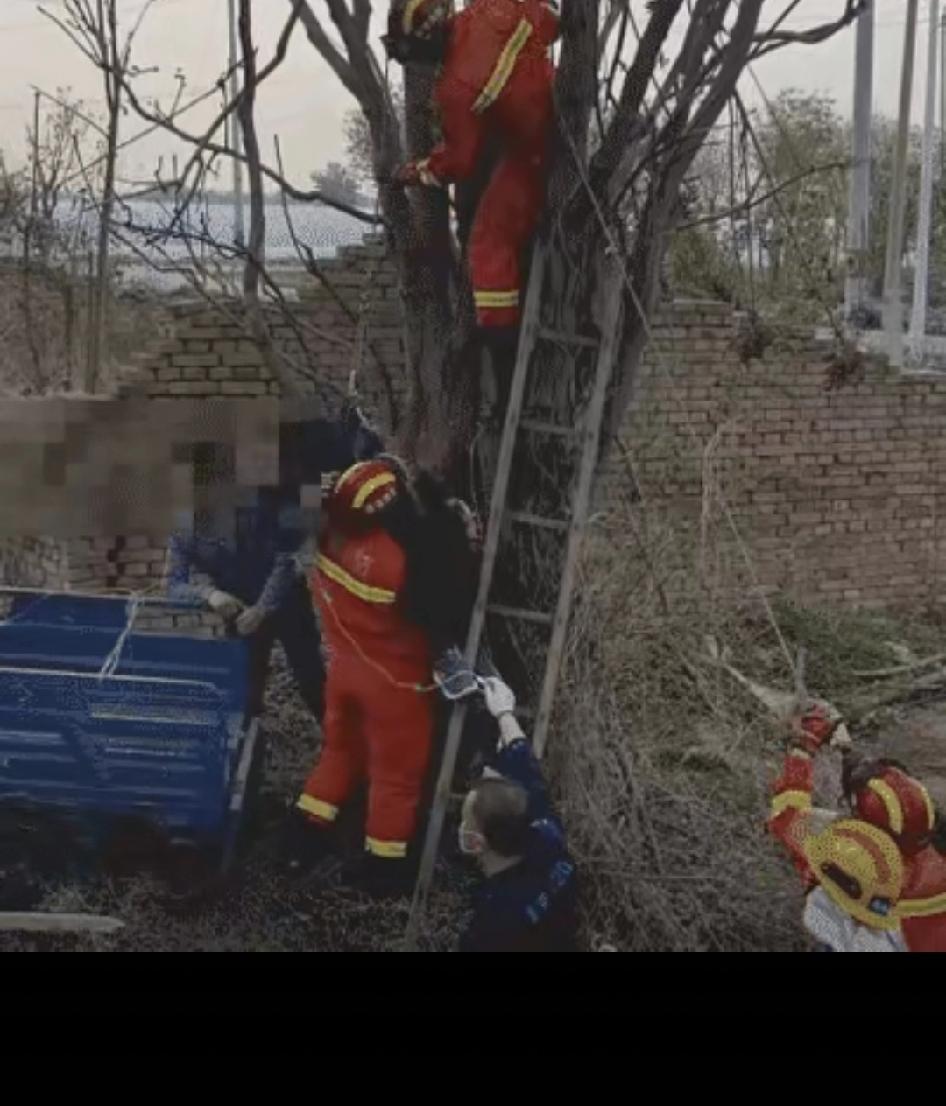北京顺义，一位早起准备下地的村民，凌晨五点路过郊外树林，抬头一看，高高的香椿树上