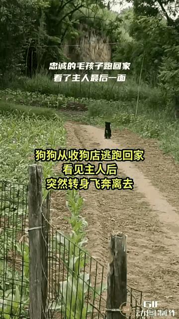 儿不嫌母丑，狗不嫌家贫。即使家里一贫如洗，饥一顿饱一顿，狗狗也会不离不弃。一旦狗