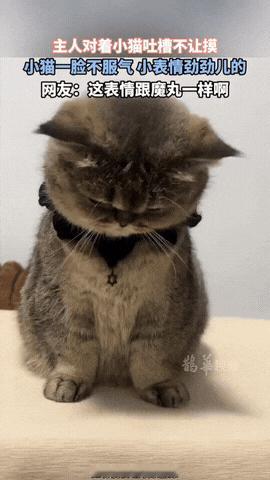 这小猫气哼哼的好像小魔丸！主人要摸它不让摸，就叨叨了它几句，没想到……