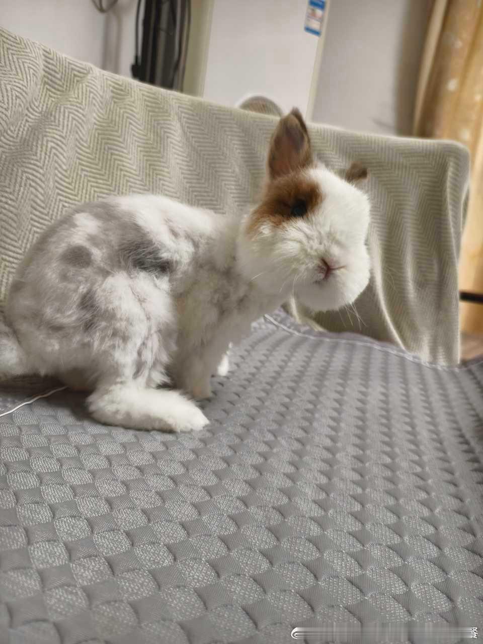 15046🐇【猪】怎么这么嚣张啊​​​