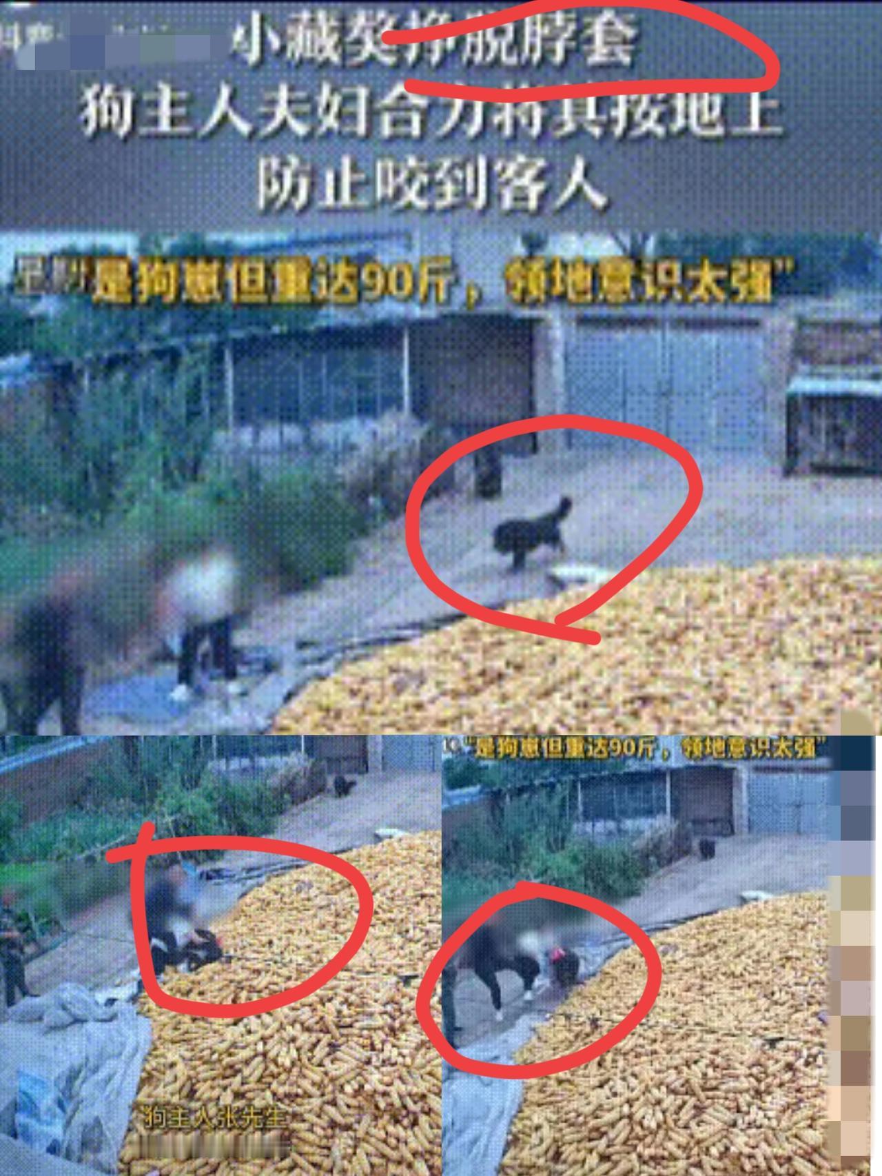 万万没想到！辽宁锦州这家人的待客场面，看傻一堆网友！客人刚进院，90斤的小藏