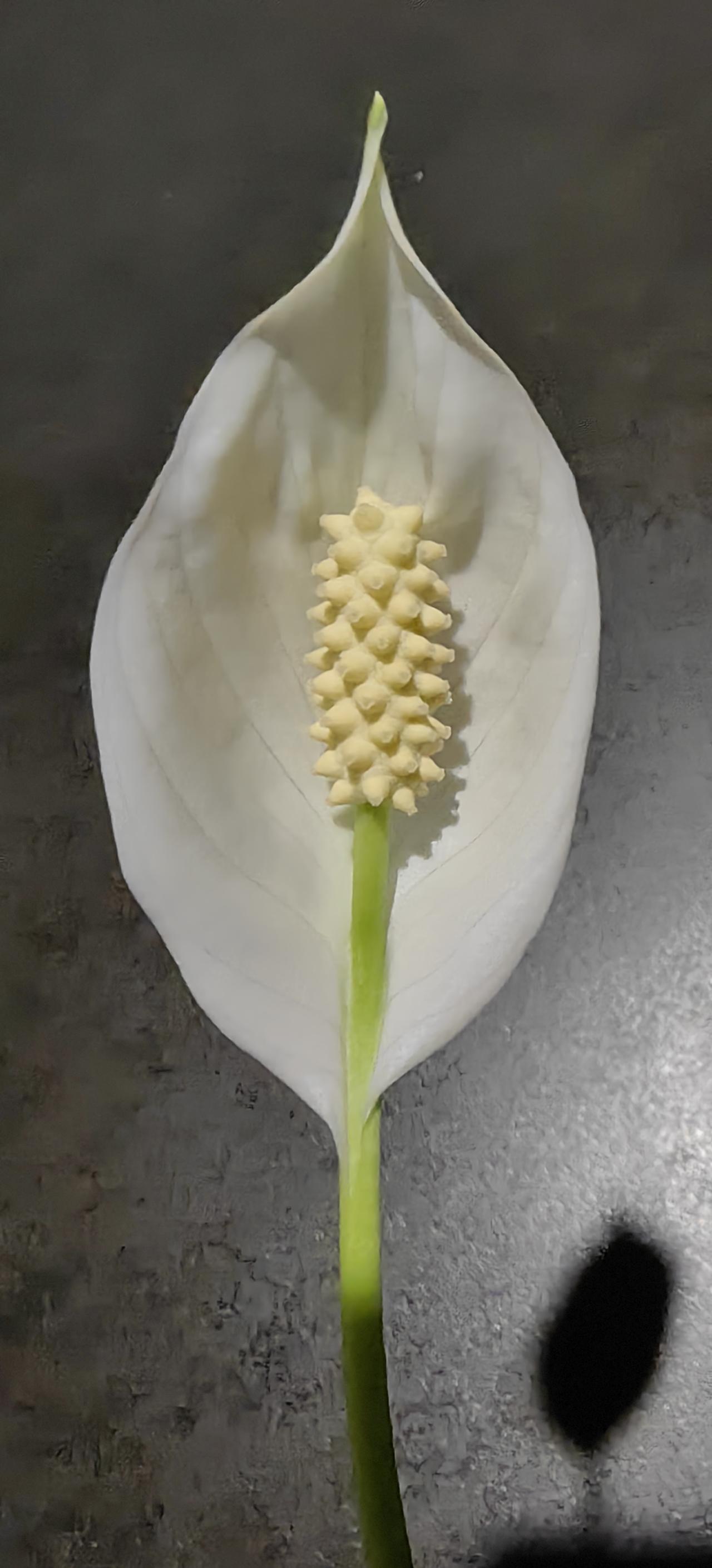 [吃瓜]室内植物“白掌”据说可以吸收空气污染物，但花朵有“微毒”[惊恐]有一