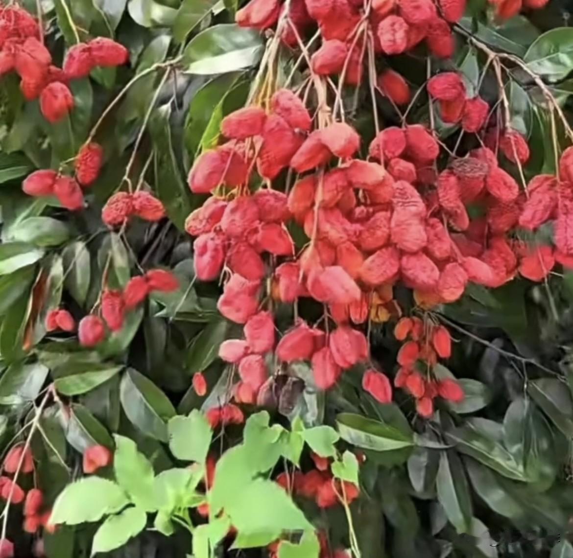 今年的荔枝怎么这样呢⁉️怎么样变成枸杞品种荔枝了⁉️到底是什么原因呢⁉️荔