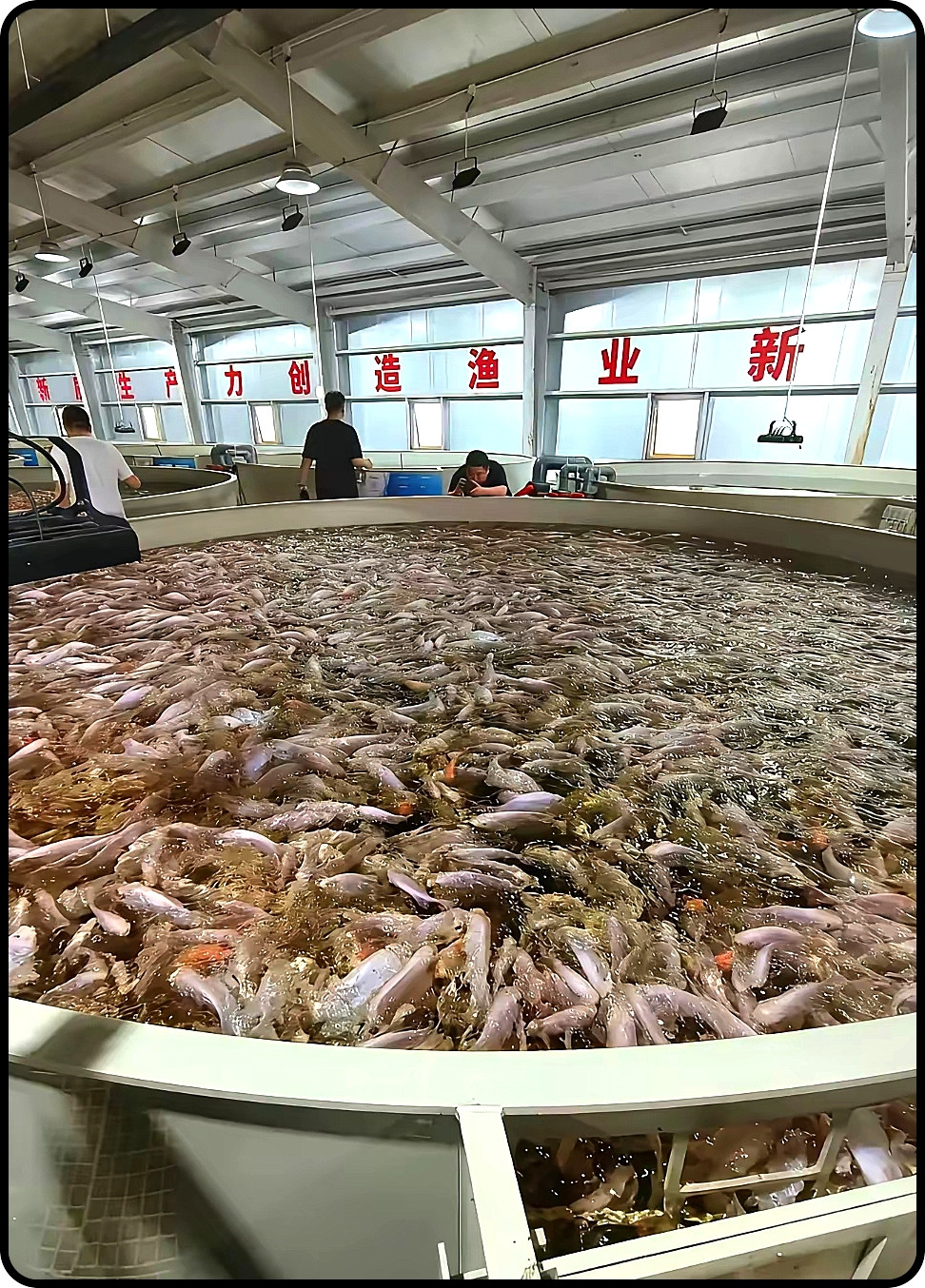 这样的鱼到底养殖给谁吃呢
