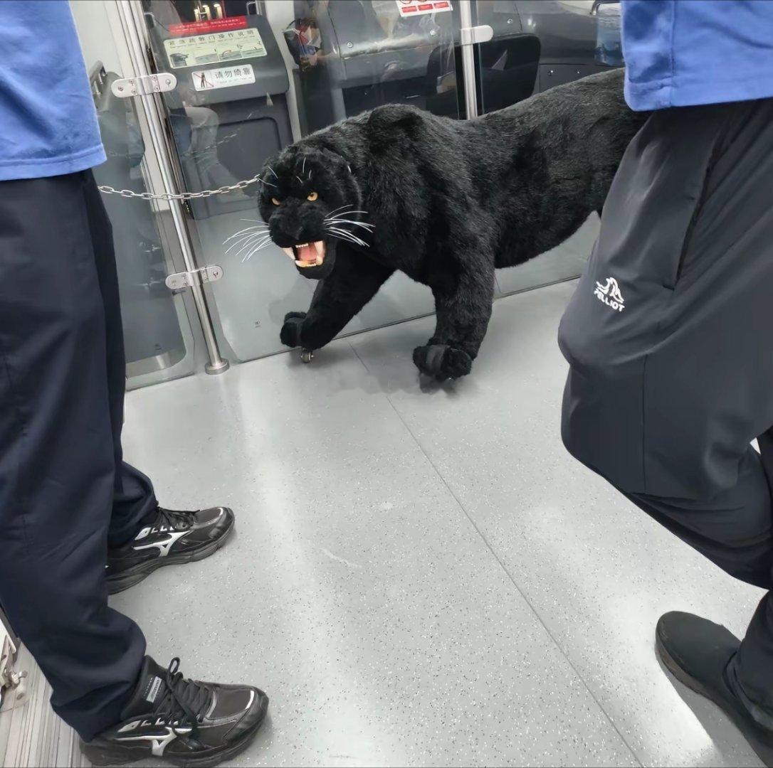 现在宠物能进地铁了？​​​