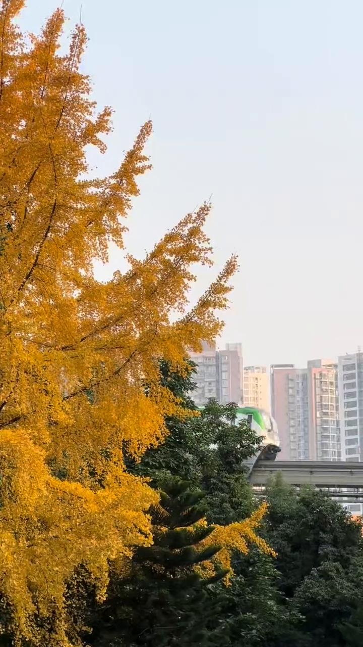 十二月七号中华美德公园银杏黄的，红枫叶红的，突然出太阳了，赶紧去看。轻轨穿过银杏