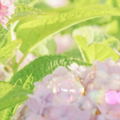 2000种植绣球花的种植方法一、腐殖土壤绣球花在腐殖土壤上生长最佳，需要选取3
