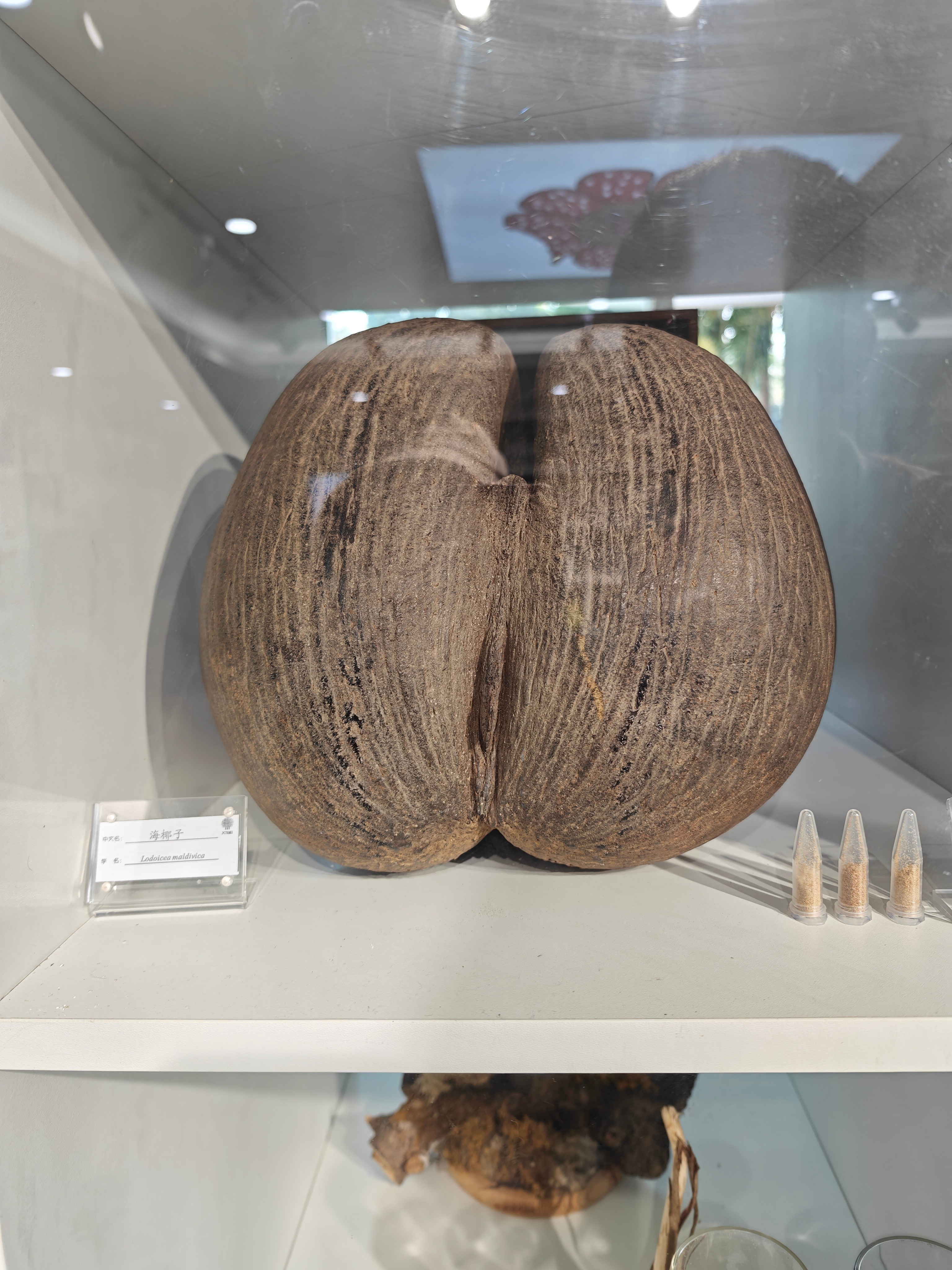 海椰子是真的不看不知道看了真的像